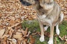 SO MAGIC - La casa nel bosco - Foto 39