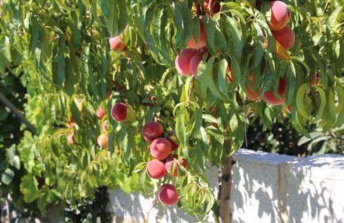 Casa de Vale Benfeito - Turismo Rural - Foto 36