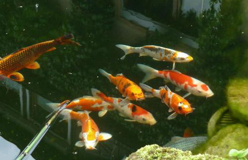 Ferienwohnung Wassergartenparadies - Foto 28