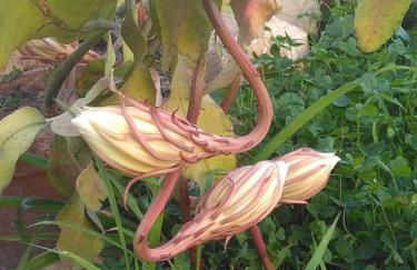 CASADORATA buen retiro vista mare - Foto 33