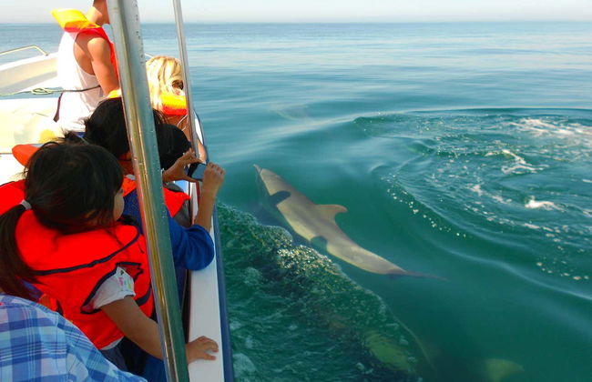 Avistamiento de delfines en Tavira - Foto 4