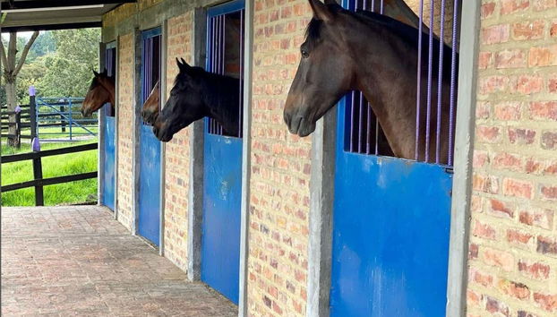 Criadero Lusitania Stable Private Trip - Photo 3, Visit where the horses are kept!