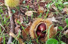 Sa Domo de Lillo e Arturo - Foto 7