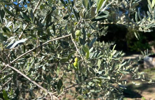 La maison aux oiseaux - Luberon - Foto 7