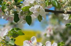 Ferienhaus in der historischen Altstadt von Angermünde - Foto 36