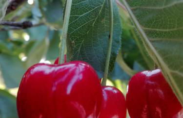 La terra dei ciliegi tra l'Etna e il mare di Taormina - Foto 54