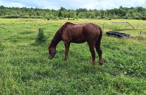 Our Parents Family Farm - Foto 11