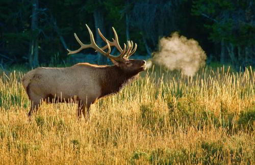 Grey Wolf Retreat by KABINO Sleeps 20 Commercial Kitchen Fire Pit WiFi Bunk Beds - Foto 42