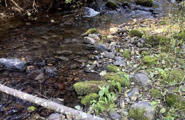 The TREE HAUS A Montana Tiny Cabin Forest Retreat - Foto 31