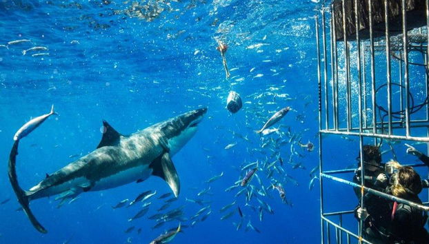 Immersioni in gabbia con i grandi squali bianchi - Tour di un'intera giornata per piccoli gruppi - Foto 2