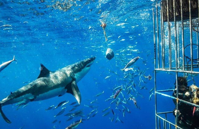 Immersioni in gabbia con i grandi squali bianchi - Tour di un'intera giornata per piccoli gruppi - Foto 2