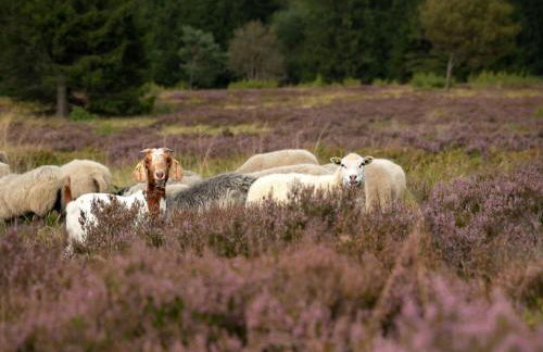 Holiday Home in Willingen-neerdar - Foto 35