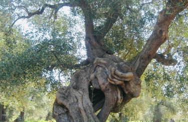 AHeritage 5 - Foto 43