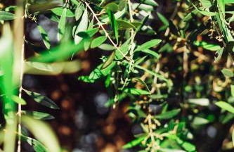 LPH - Dannunziano Country House - Foto 13