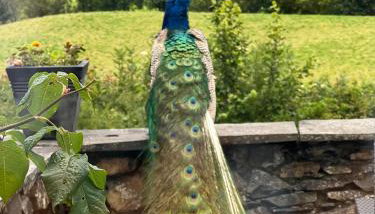 Treeside woodhouse - Photo 5