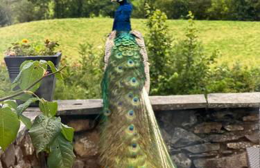 Treeside woodhouse - Foto 5