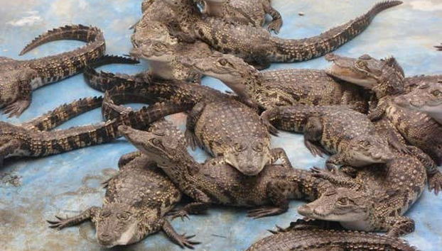 Crías de cocodrilos