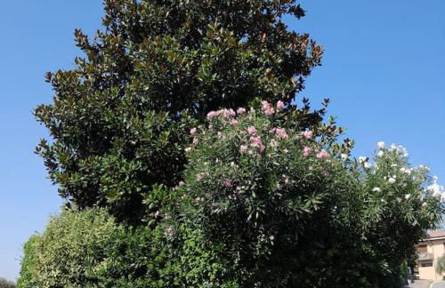 Casa Magnolia - Foto 6