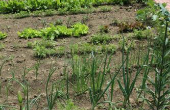 Pszczelarnia Dom Pracy Twórczej - Foto 11