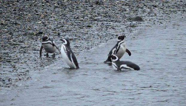 Pingüinera de isla Martillo + Paseo en barco por el canal Beagle - Foto 3