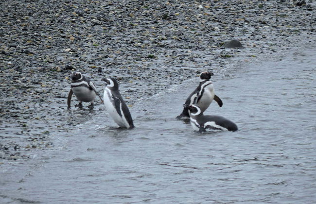 Pingüinera de isla Martillo + Paseo en barco por el canal Beagle - Foto 3