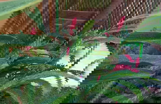 Casa Paula - Photo 51