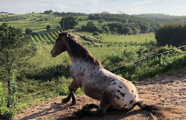 Terra Luso - Foto 51