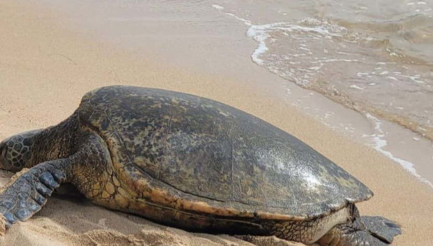 A sea turtle at North Shore