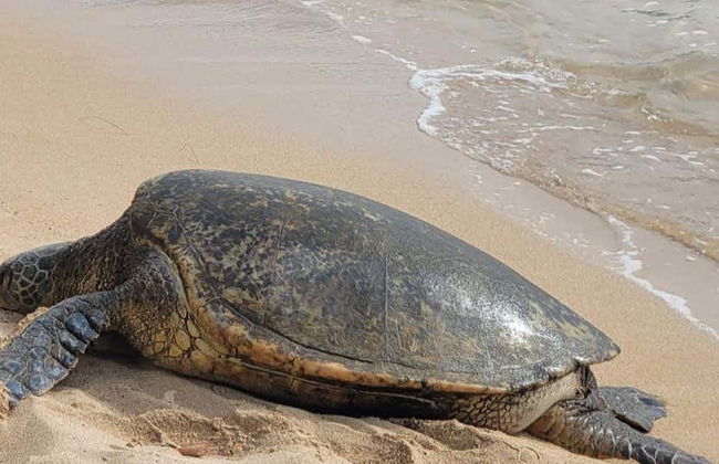 Oahu Private Tour - Photo 5