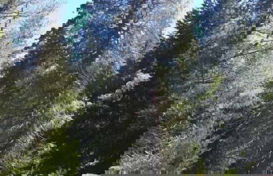 Cabañas Las Maras - Foto 24