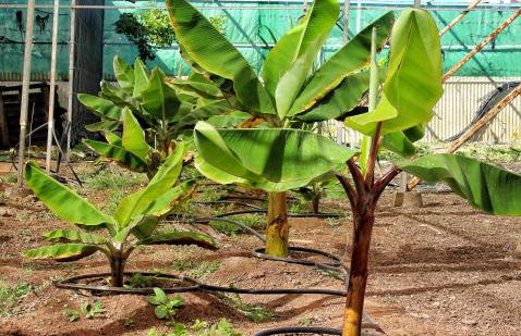 FINCA BEROLO 1 - Foto 29