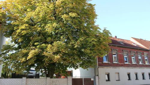 Große komfortable Ferienwohnung in Dessau-Roßlau - Foto 4