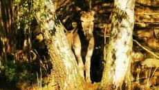 Pension Kroppental - Foto 3