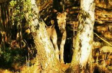 Pension Kroppental - Foto 3