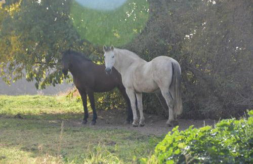 Cortijos Rey Fini - Foto 46