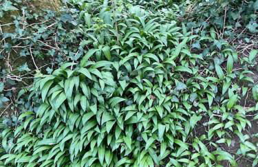 The Coach House at Wenvoe Manor, Cardiff - Photo 74