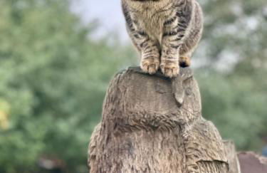 Mecklenbü mit Teich, Kamin, Sauna und Hotpott - Foto 28