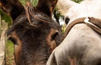 Family Cotswolds Cottage Farm Stay - The Smythy - Foto 38