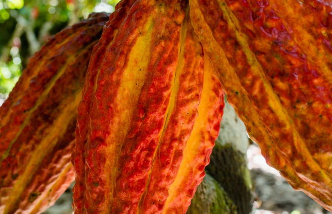 Excursión a Chazuta - Foto 1