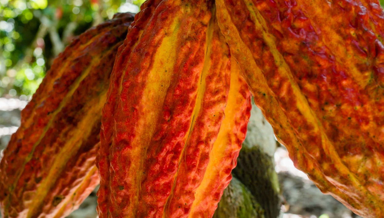 Escursione a Chazuta