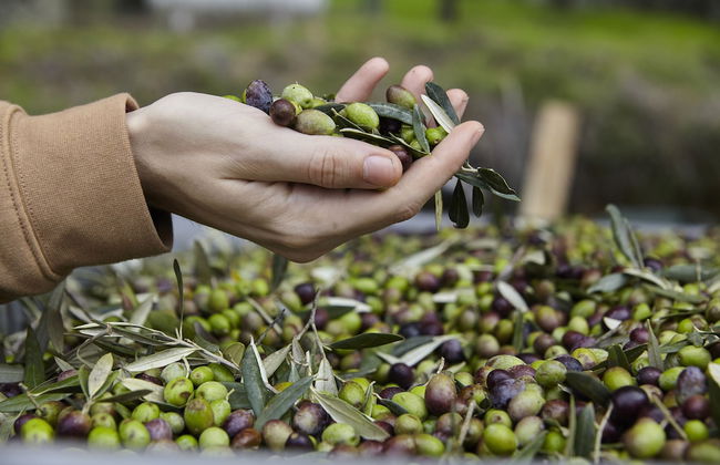 Colle Da Vinci - Photo 41