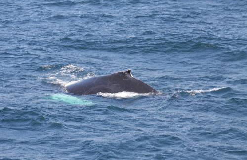 Acadia Ocean Front Garden Cottages - Foto 73