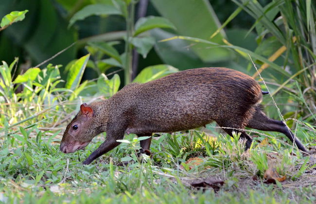 Trilha pela Reserva Curi Cancha - Foto 2