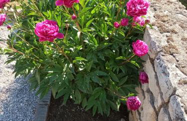 Guesthouse Marija - Foto 11