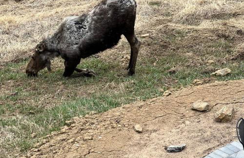 Meandering Moose Apartment Vacation Rental - Foto 35