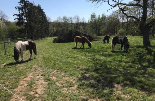 Ferienwohnung Sunny - Moderne Ferienwohnung im Grünen in Saarbrücken-West - Foto 39