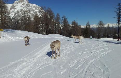 Residence Villa Maria - Foto 64