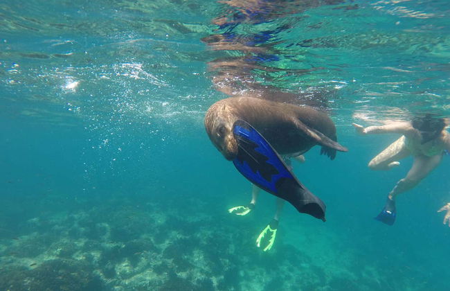 Balandra Beach Day Trip & Swimming with Sea Lions - Photo 6