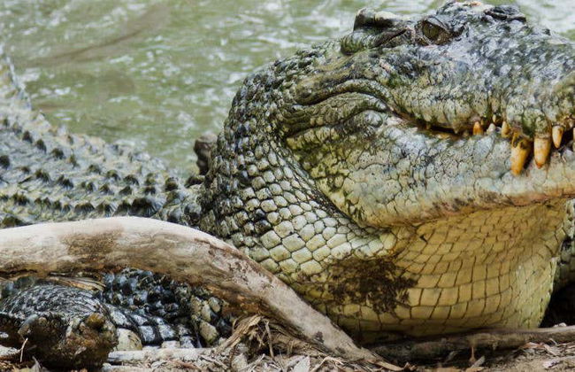 Excursion au parc Hartley's Crocodile Adventures - Photo 7