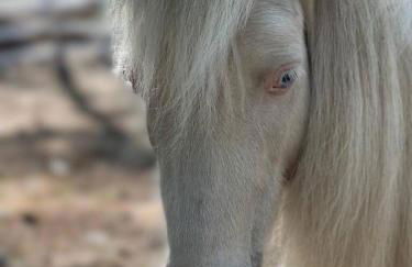 The Giddyup Getaway at The River Haven Sanctuary - Foto 35
